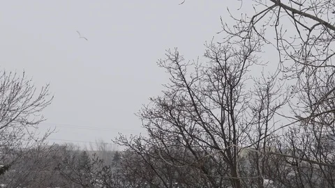 CANADA SNOWFALL TIME-LAPSE: Winter Snow Falling Background Stock Footage 75823480