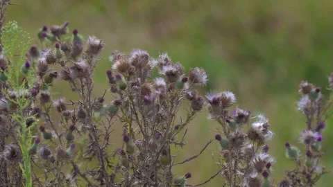 Canada Thistle blowing in wind 库存影片 72277514