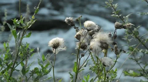 Canada thistle (Cirsium arvense) Stock Footage 17198533