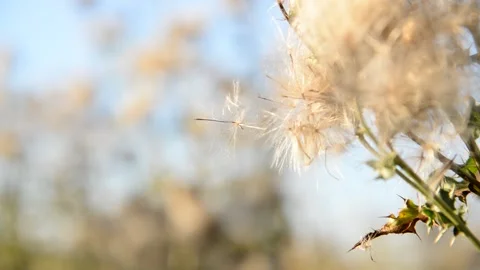 Canada Thistle Seeds in Fall Stock Footage 218274946