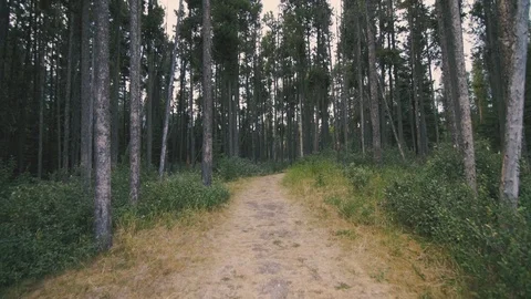 Canada - Trees Video stock 88284025