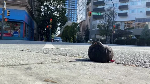 Canada, Vancouver, BC Stock Footage 162526904