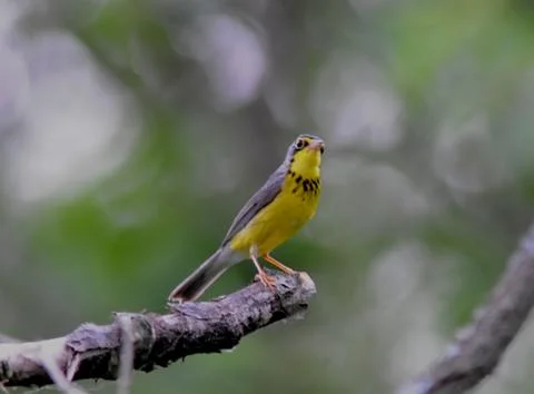 Canada warbler Stock Photos