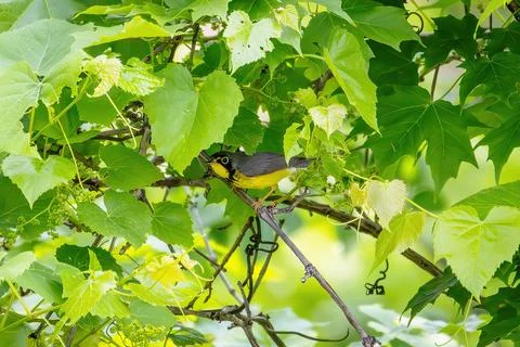 Canada Warbler Stock Photos