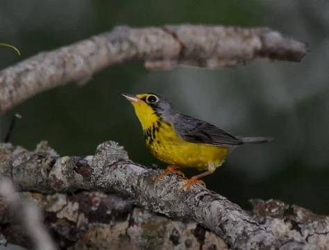 Canada warbler2 Stock Photos