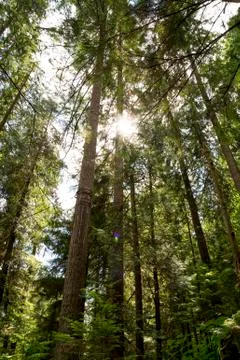 Canada Woods Forest Trees Sun Lens Flare Stock Photos