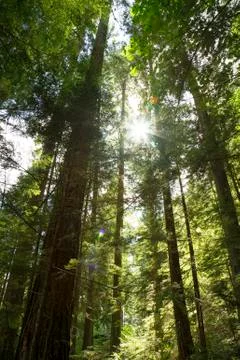 Canada Woods Forest Trees Sun Lens Flare Stock Photos
