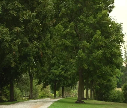 Canadain Park Stock Footage 55150676