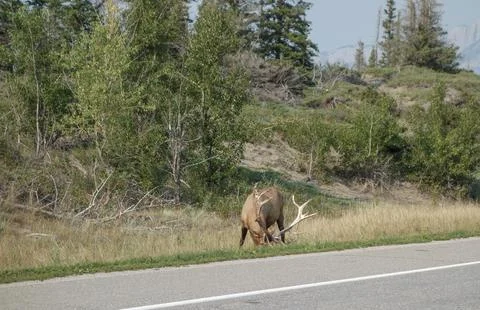 Canadian Deer Foto stock