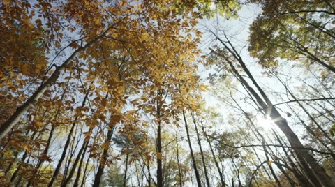 Canadian Fall looking up to the trees Stock Footage 54698286