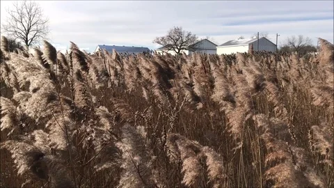 Canadian farm and fields in winter - establishing shot Stock Footage 104122002