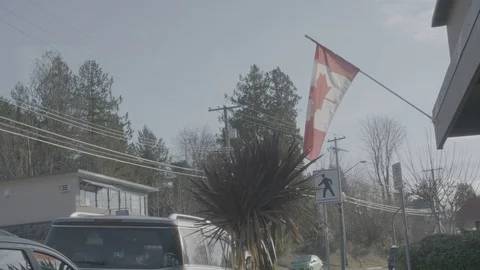 Canadian flag next to palm tree and walk sign Stock Footage 127041053
