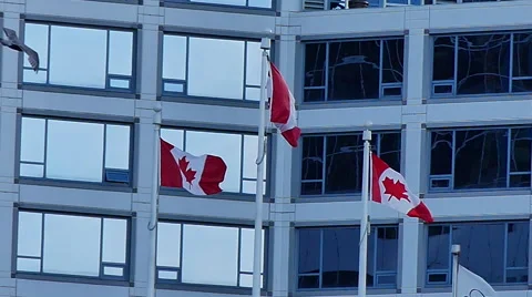 Canadian flags bird flying Stock Footage 62836118