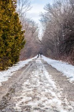 The canadian forest in winter Stock Photos