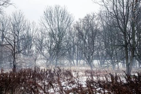 The canadian forest in winter Stock Photos