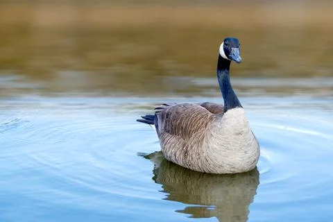 Canadian geese Branta canadensis on the lake. Stock Photo 273563220