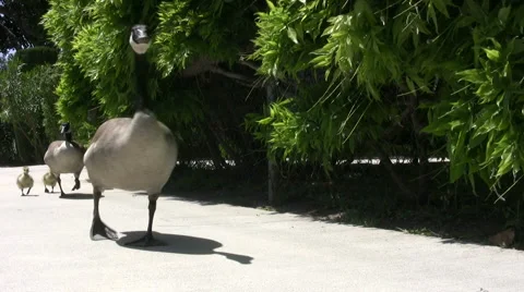 Canadian Geese on City Sidewalk Stock Footage