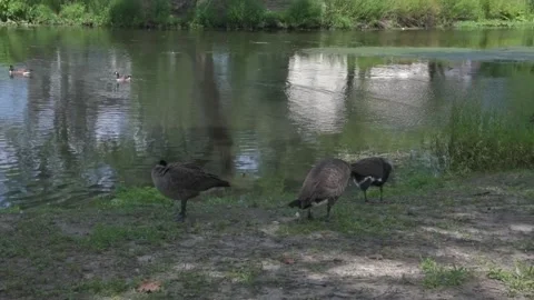Canadian geese flapping wings Stock Footage 247340573