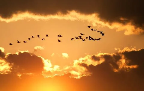 Canadian geese fly at sunset Stock Photos