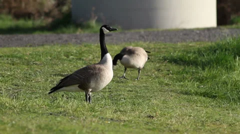 Canadian Geese Stock Footage 31903547