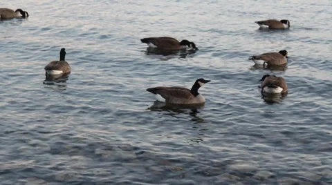 Canadian Geese Stock Footage 33663590