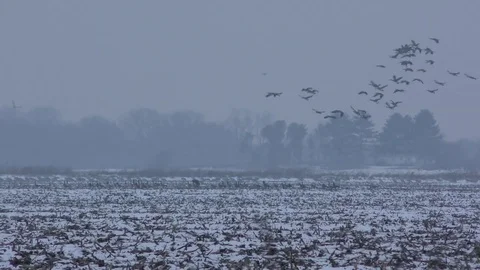 Canadian Geese Stock Footage 75651480