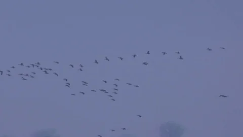 Canadian Geese Stock Footage 75651667