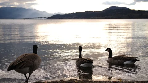 Canadian Geese Stock Footage