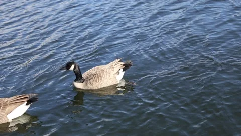 Canadian Geese Stock Footage 172116721