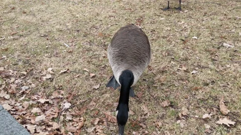 Canadian Geese Stock Footage 230060439