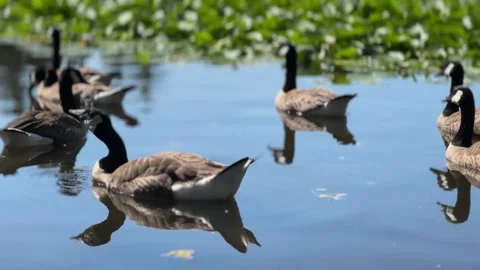 Canadian Geese Stock Footage 244824459