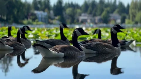 Canadian Geese Stock Footage 244824463