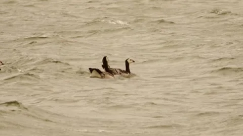 Canadian geese in the high waves Stock Footage 252176172