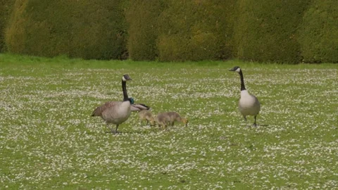Canadian Geese Look For Predators While Looking After Their Baby Goslings Stock Footage 157766602