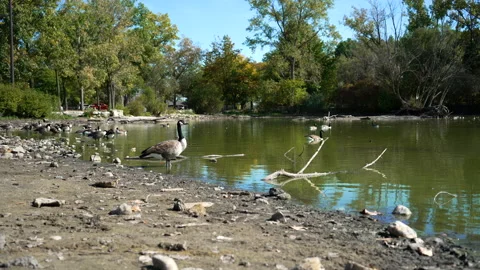 Canadian geese at a pond Stock Footage 217844953