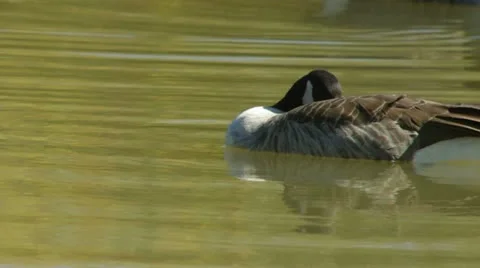 Canadian geese sleeping while floating Stock Footage 22385489