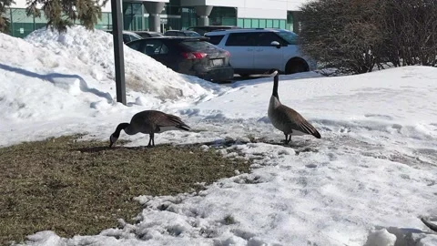 Canadian goose 2 Stock Footage 331269013