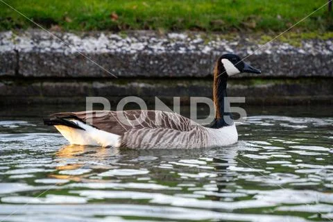 Canadian goose alone in a canal Stock Photos