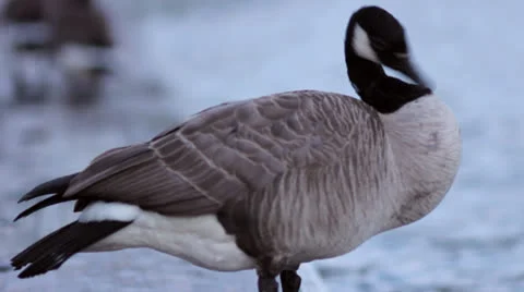 Canadian Goose Close Up Stock Footage 25167906