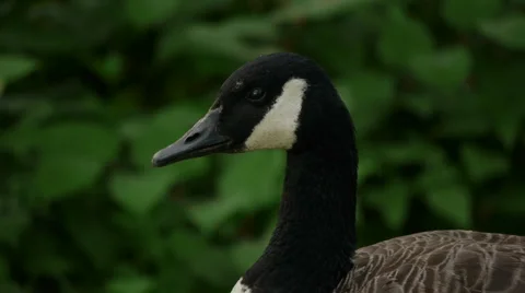 Canadian goose close up of head Stock-Footage 5505065