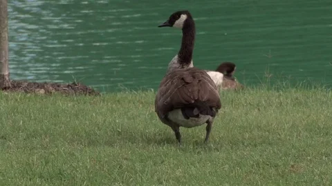 Canadian Goose Closeup Stock Footage 79471542