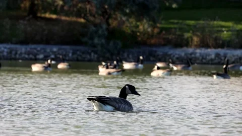 Canadian Goose with Flock in Background on Water Stock Footage 144614341
