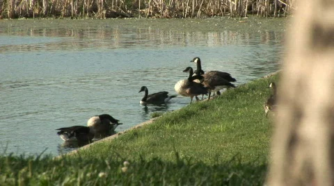 Canadian Goose Stock Footage