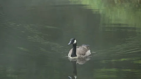 Canadian goose Stock Footage 953489