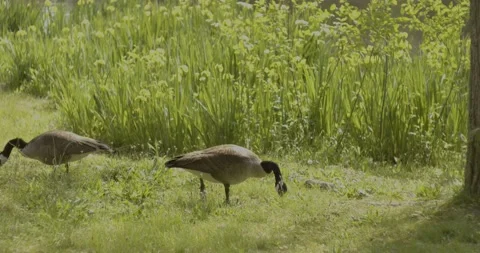 Canadian goose foraging Video stock 154756311