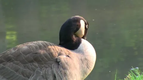 Canadian Goose Preening Stock Footage 11060432