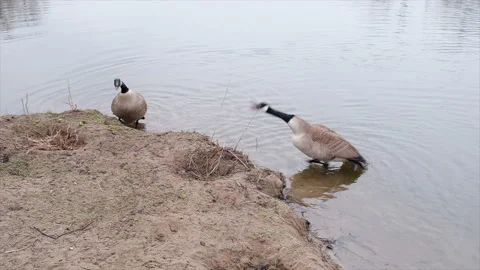 Canadian goose prepare for nesting - aggressive behavior Stock Footage 152848577