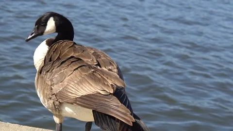 Canadian Goose walking in the park Stock Footage