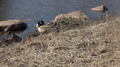 Canadian Goose1 Stock Footage 104990971