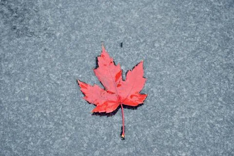 Canadian Maple Leaf Stock Photos